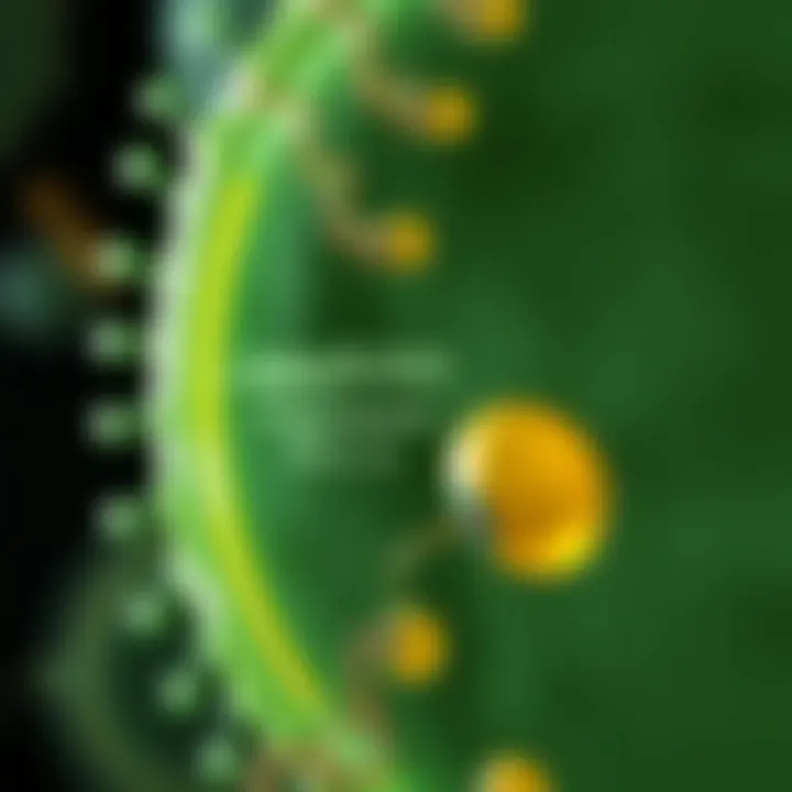 Diagram illustrating the stages of binary fission in a bacterial cell from DNA replication to cell division